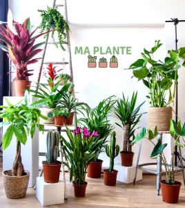 Vente éphémère de plantes