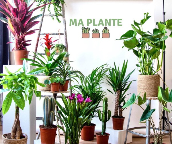Vente éphémère de plantes